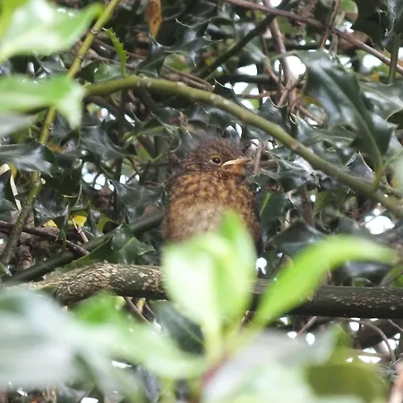 Killarneycabins Ie Adult Accomodation