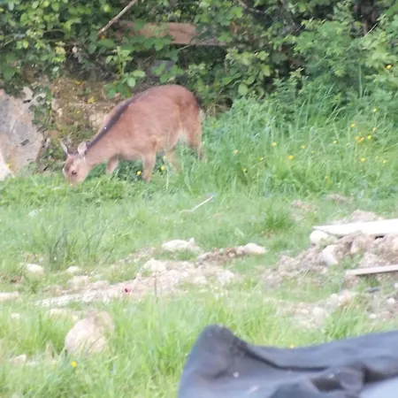 Ie For Adults Direct For Less شاليه *