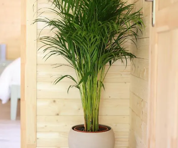 Chalet Ie For Adults Direct For Less *