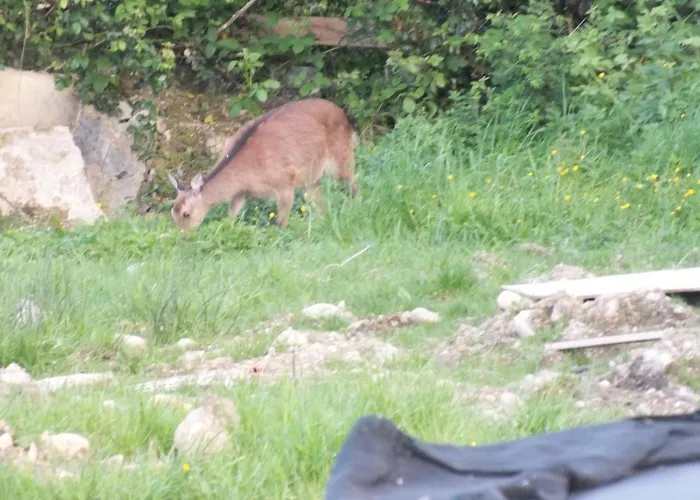 Ie For Adults Direct For Less Chalet *