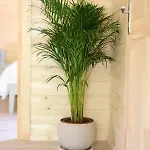 シャレー Scandinavian Lodges For Adults Www Killarneycabins Ie *